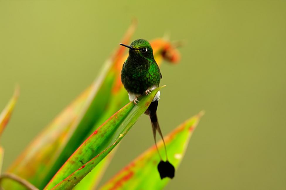 Colibrí cola de raqueta macho o colaespátula (Ocreatus underwoodii)